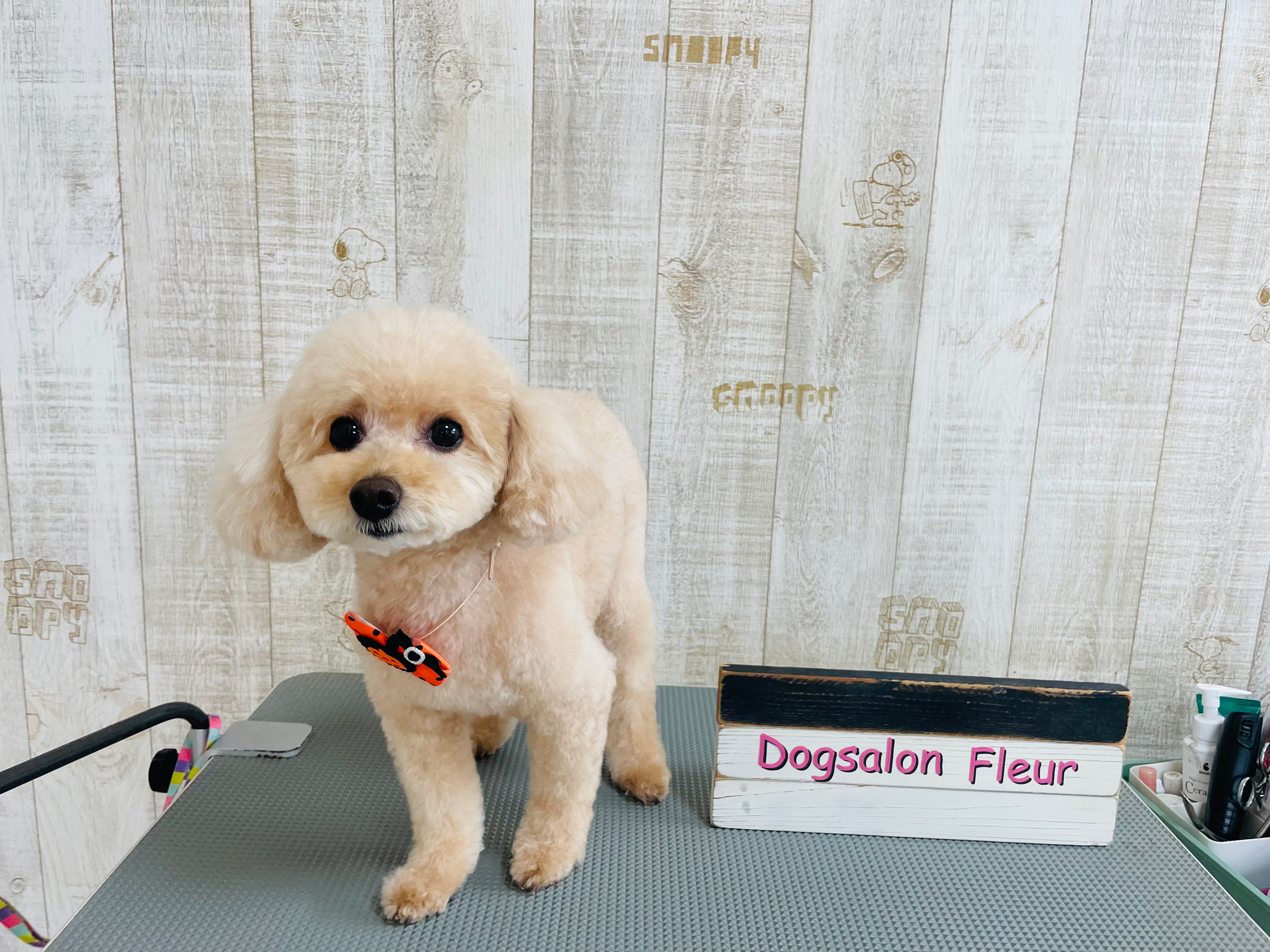 Dog salon Fleur