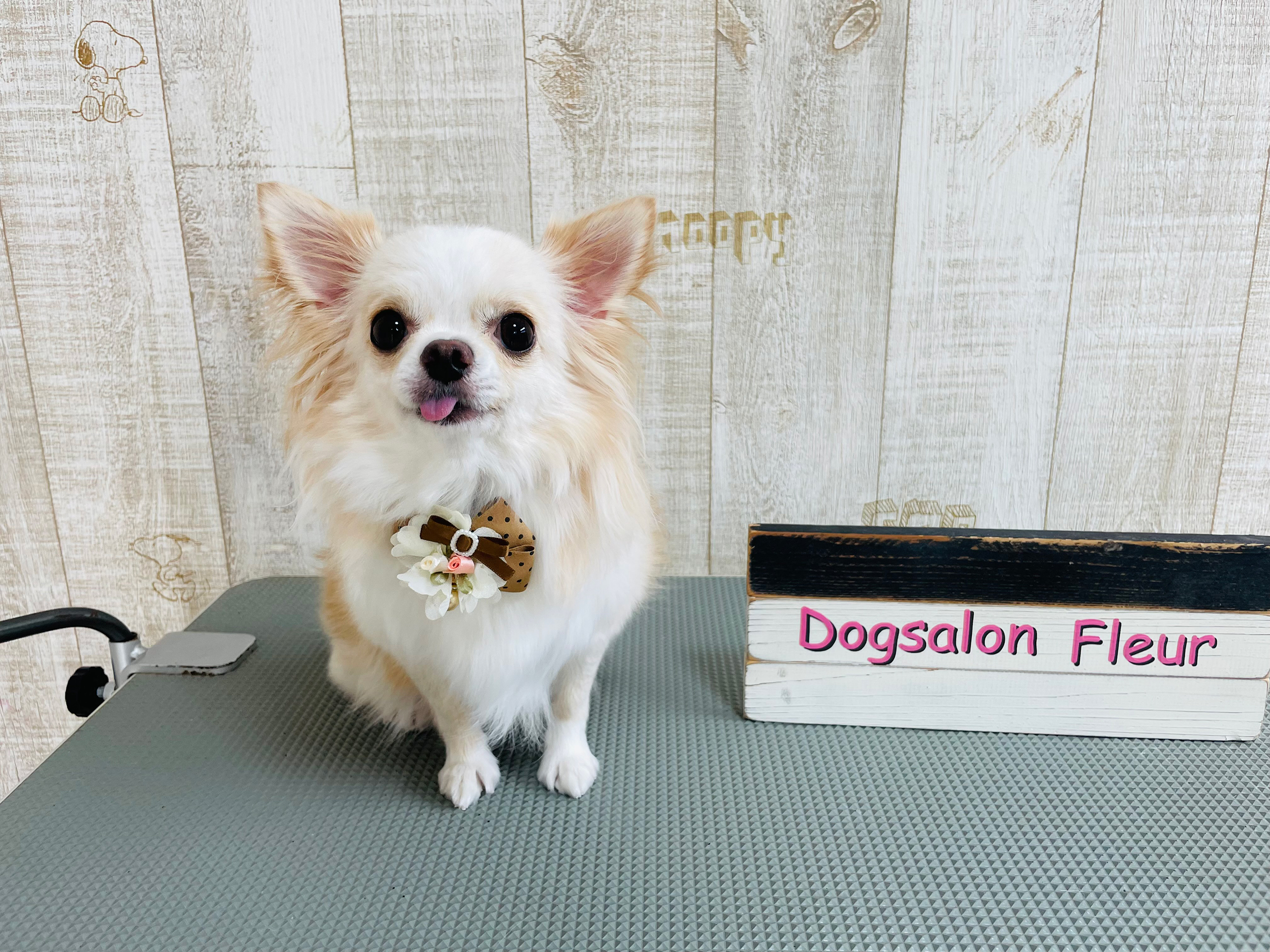 Dog salon Fleur